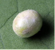 Chrysoperla pupa